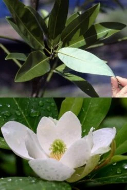 Silver Mist Sweetbay Magnolia - 3 Gallon Pot -Plantify Shop magnolia virginiana silver mist sweetbay 6