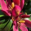 Stellar Ruby Magnolia Single Trunk Tree (Banana Shrub Hybrid) - 7 Gallon Pot (4-5') -Plantify Shop magnolia x figo stellar ruby 100