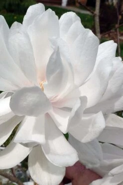 Wildcat Star Magnolia Tree - 3 Gallon Pot -Plantify Shop magnolia x loebneri wildcat star magnolia 1