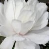 Wildcat Star Magnolia Tree - 3 Gallon Pot -Plantify Shop magnolia x loebneri wildcat star magnolia 2