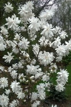 Wildcat Star Magnolia Tree - 3 Gallon Pot -Plantify Shop magnolia x loebneri wildcat star magnolia 8