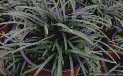 Kyoto Super Dwarf Mondo Grass - 3 Pack Of Pint Pots -Plantify Shop mondo grass super dwarf 21