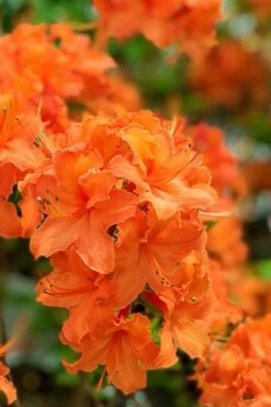 Mandarin Lights Cold Hardy Azalea (Rhododendron) - 6 Gallon Pot -Plantify Shop native azalea mandarin lights 1