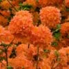 Mandarin Lights Cold Hardy Azalea (Rhododendron) - 6 Gallon Pot -Plantify Shop native azalea mandarin lights 2