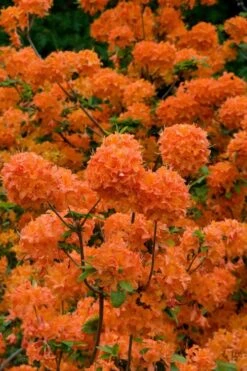 Mandarin Lights Cold Hardy Azalea (Rhododendron) - 6 Gallon Pot -Plantify Shop native azalea mandarin lights 3