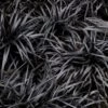 Dwarf Black Mondo Grass - 5 Pack Of Quart Pots -Plantify Shop ophiopogon dwarf black mondo grass 3