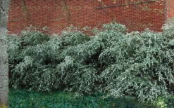 Delavay Tea Olive (Osmanthus Delavayi) - 3 Gallon Pot 15 Delavay Tea Olive (Osmanthus Delavayi) - 3 Gallon Pot -Plantify Shop osmanthus delavayi delavay tea olive 1 1