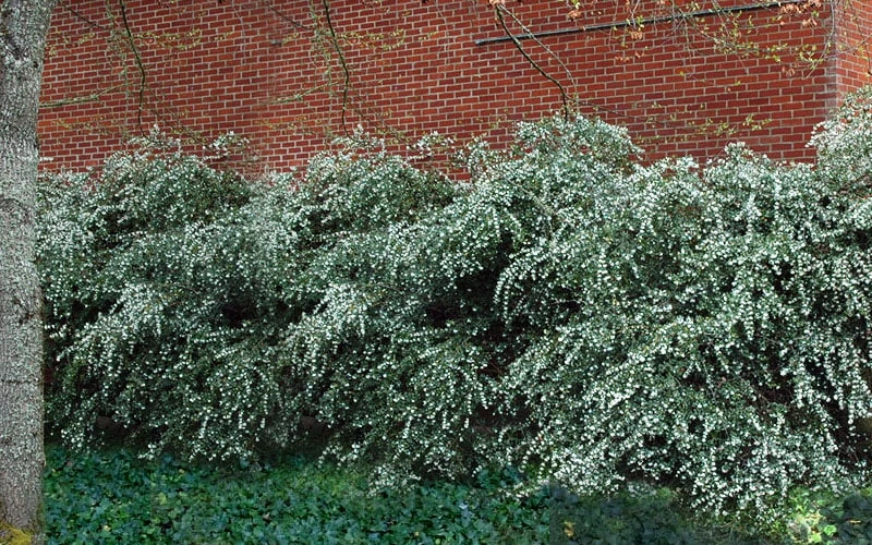 Delavay Tea Olive (Osmanthus Delavayi) - 3 Gallon Pot 8 Delavay Tea Olive (Osmanthus Delavayi) - 3 Gallon Pot - Image 6