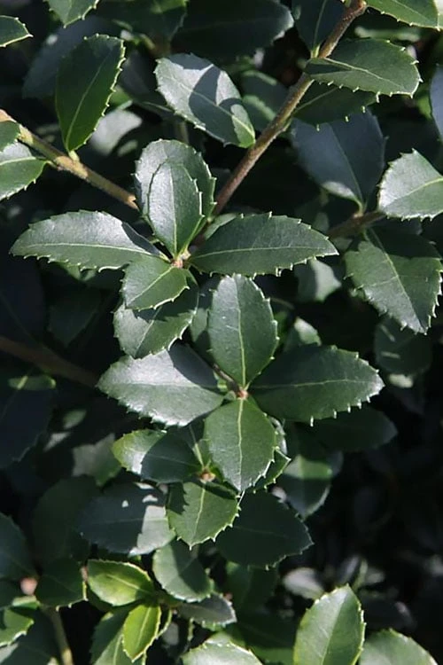 Delavay Tea Olive (Osmanthus Delavayi) - 3 Gallon Pot 9 Delavay Tea Olive (Osmanthus Delavayi) - 3 Gallon Pot - Image 7