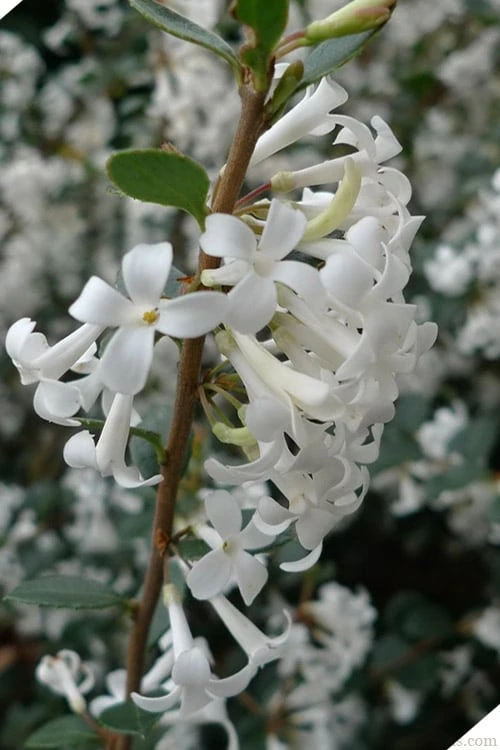 Delavay Tea Olive (Osmanthus Delavayi) - 3 Gallon Pot 10 Delavay Tea Olive (Osmanthus Delavayi) - 3 Gallon Pot - Image 8