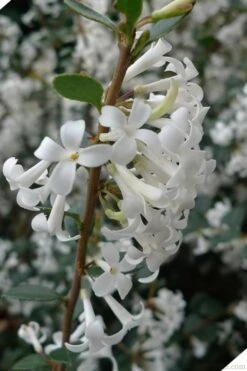 Delavay Tea Olive (Osmanthus Delavayi) - 5 Gallon Pot -Plantify Shop osmanthus delavayi delavay tea olive 2