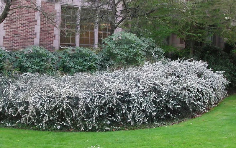 Delavay Tea Olive (Osmanthus Delavayi) - 3 Gallon Pot 6 Delavay Tea Olive (Osmanthus Delavayi) - 3 Gallon Pot - Image 4