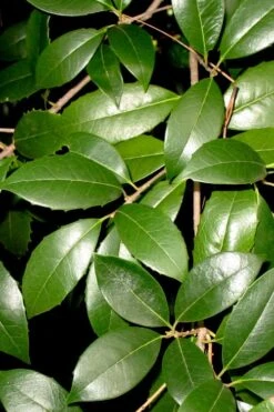 Fruitland's Fortune Tea Olive (Fragrant Osmanthus) - 1 Gallon Pot -Plantify Shop osmanthus fruitlands fortune tea olive 1