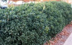 Fruitland's Fortune Tea Olive (Fragrant Osmanthus) - 1 Gallon Pot -Plantify Shop osmanthus fruitlands fortune tea olive 4