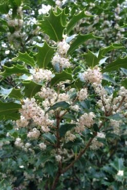 Gulftide Hardy Tea Olive (Osmanthus) - 2 Gallon Pot -Plantify Shop osmanthus heterophyllus gulftide tea olive false holly 10