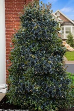 Gulftide Hardy Tea Olive (Osmanthus) - 2 Gallon Pot -Plantify Shop osmanthus heterophyllus gulftide tea olive false holly 5
