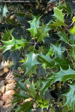 Gulftide Hardy Tea Olive (Osmanthus) - 2 Gallon Pot -Plantify Shop osmanthus heterophyllus gulftide tea olive false holly 6