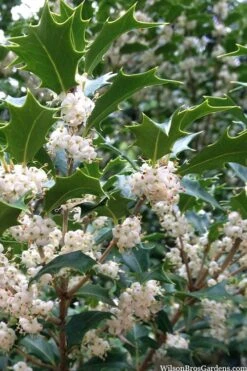 Gulftide Hardy Tea Olive (Osmanthus) - 2 Gallon Pot