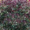 Purple Leaf Tea Olive (Osmanthus Heterophyllus 'Purpurea') - 1 Gallon Pot -Plantify Shop osmanthus heterophyllus purpurea purple leaf tea olive 12