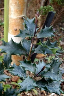 Purple Leaf Tea Olive (Osmanthus Heterophyllus 'Purpurea') - 1 Gallon Pot -Plantify Shop osmanthus heterophyllus purpurea purple leaf tea olive 7