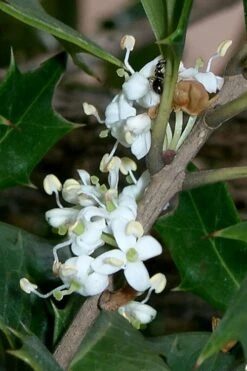 Purple Leaf Tea Olive (Osmanthus Heterophyllus 'Purpurea') - 1 Gallon Pot -Plantify Shop osmanthus heterophyllus purpurea purple leaf tea olive 8