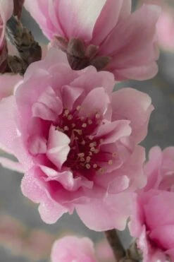 Corinthian Flowering Peach Tree - 5 Gallon Pot -Plantify Shop peach corinthian 24