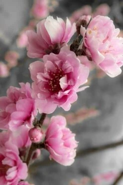 Corinthian Flowering Peach Tree - 5 Gallon Pot -Plantify Shop peach corinthian 2 thumbnail