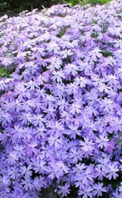 Blue Creeping Phlox - 6 Pack Of Pint Pots -Plantify Shop phlox subulata blue creeping 1