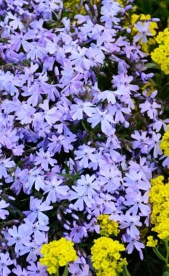 Blue Creeping Phlox - 18 Pack Of Pint Pots -Plantify Shop phlox subulata blue creeping 2 1