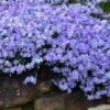 Blue Creeping Phlox - 6 Pack Of Pint Pots -Plantify Shop phlox subulata blue creeping 3