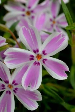 Candy Stripe Creeping Phlox - 5 Pack Of Pint Pots -Plantify Shop phlox subulata candy stripe creeping 21