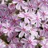 Candy Stripe Creeping Phlox - 5 Pack Of Pint Pots -Plantify Shop phlox subulata candy stripe creeping 25