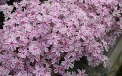 Candy Stripe Creeping Phlox - 5 Pack Of Pint Pots -Plantify Shop phlox subulata candy stripe creeping 29