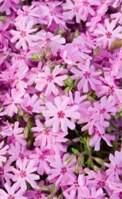 Pink Creeping Phlox - 6 Pack Of Pint Pots -Plantify Shop phlox subulata pink creeping 1