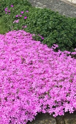Pink Creeping Phlox - 18 Pack Of Pint Pots -Plantify Shop phlox subulata pink creeping 2 1
