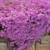 Pink Creeping Phlox - 6 Pack Of Pint Pots -Plantify Shop phlox subulata pink creeping phlox 200