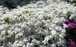 White Creeping Phlox - 6 Pack Of Pint Pots -Plantify Shop phlox subulata white 2