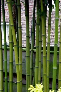 Incense Bamboo (Phyllostachys Atrovaginata) - 3 Gallon Pot -Plantify Shop phyllostachys atrovaginata incense bamboo 2