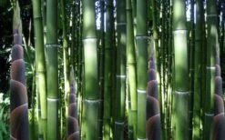 Incense Bamboo (Phyllostachys Atrovaginata) - 3 Gallon Pot -Plantify Shop phyllostachys atrovaginata incense bamboo 3