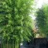 Incense Bamboo (Phyllostachys Atrovaginata) - 3 Gallon Pot -Plantify Shop phyllostachys atrovaginata incense bamboo 5
