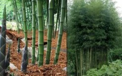 Incense Bamboo (Phyllostachys Atrovaginata) - 3 Gallon Pot -Plantify Shop phyllostachys atrovaginata incense bamboo 7
