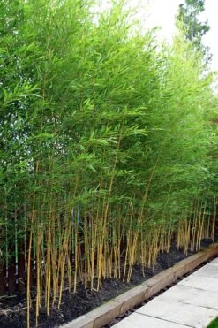 Koi Golden Bamboo (Phyllostachys Aurea 'Koi') - 3 Gallon Pot (4-6'+) -Plantify Shop phyllostachys aurea koi golden bamboo 100