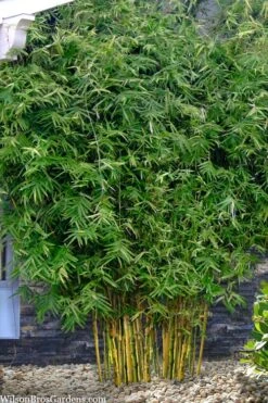Koi Golden Bamboo (Phyllostachys Aurea 'Koi') - 3 Gallon Pot (4-6'+) -Plantify Shop phyllostachys aurea koi golden bamboo 101