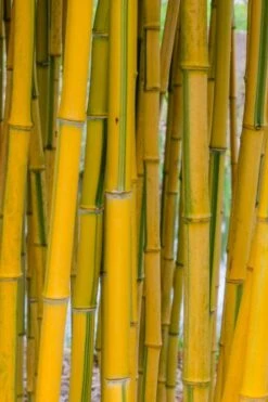 Green Groove Golden Bamboo - Phyllostachys Aureosulcata 'Spectabilis' - 3 Gallon Pot (4-6') -Plantify Shop phyllostachys aureosulcata spectabilis green groove bamboo 101