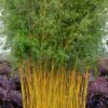 Green Groove Golden Bamboo - Phyllostachys Aureosulcata 'Spectabilis' - 3 Gallon Pot (2-4') -Plantify Shop phyllostachys aureosulcata spectabilis green groove bamboo 102 1