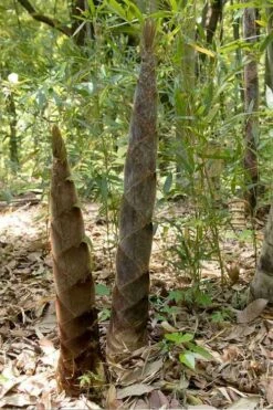 Moso Giant Bamboo (Phyllostachys Edulis 'Moso') - 3 Gallon Pot (4-6') -Plantify Shop phyllostachys edulis moso giant timber bamboo 100