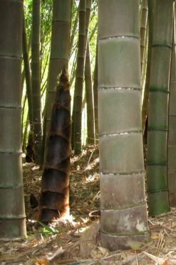 Moso Giant Bamboo (Phyllostachys Edulis 'Moso') - 3 Gallon Pot (4-6') -Plantify Shop phyllostachys edulis moso giant timber bamboo 101