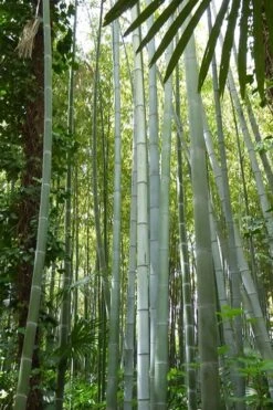 Moso Giant Bamboo (Phyllostachys Edulis 'Moso') - 3 Gallon Pot (2-4') -Plantify Shop phyllostachys edulis moso giant timber bamboo 105 1
