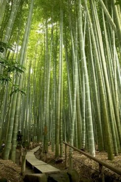 Moso Giant Bamboo (Phyllostachys Edulis 'Moso') - 3 Gallon Pot (4-6') -Plantify Shop phyllostachys edulis moso giant timber bamboo 106