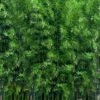 Meyer's Bamboo (Phyllostachys Meyeri) - 3 Gallon Pot -Plantify Shop phyllostachys meyeri meyers bamboo 1